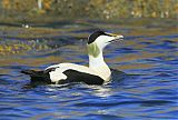 Common Eider